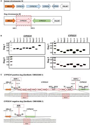 Sequencing of the Canine Cytochrome P450 CYP2C41 Gene and Genotyping of Its Polymorphic Occurrence in 36 Dog Breeds